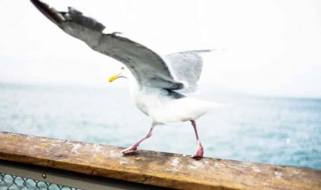 Albatros e Melanconia